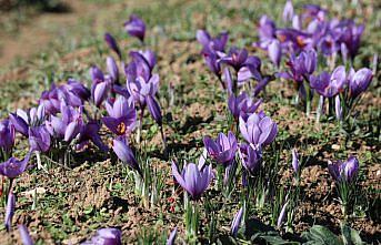 Karabük'te safran hasadı festivalle yapılacak