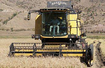 Pirinçte marka olan Osmancık'ta çeltik hasadı tamamlandı