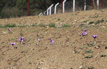 Safran tarlaları, Safranbolu'nun turizm potansiyeline güç katıyor