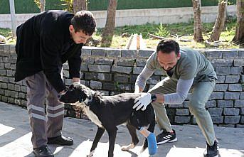 Tramvayın çarptığı köpeğin ezilen ayağı kurtarılmaya çalışılıyor