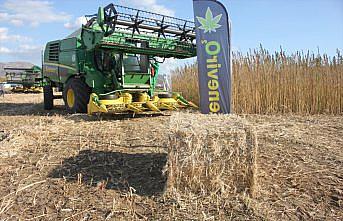 Amasya'da “narlı“ türü kenevirin tohum hasadı yapıldı