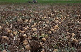 Artova'da 2 bin ton patates rekoltesi bekleniyor