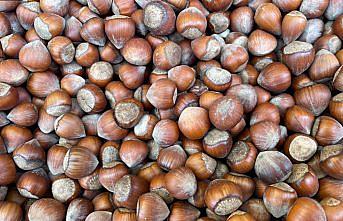 Fındıkta erken hasadın yol açtığı sorunlar araştırılacak