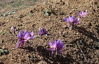 Safranda 35 kilogram üretim hedefi gerçekleşti