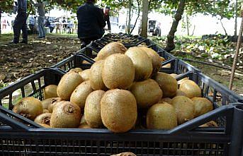 Samsun'da kivi hasat etkinliği