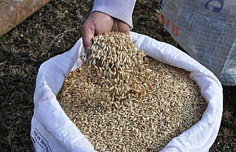 Kastamonu'da siyez buğdayı ekimine başlandı
