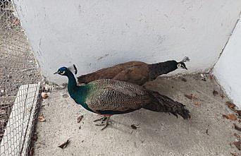 Amasya'da bir evde bulunan yaban hayvanlarından 7'si doğaya salındı