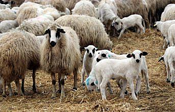 Amasya'da süt kuzularının anneleriyle buluşması görüntülendi
