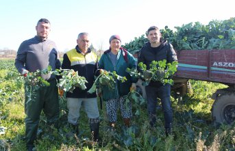 Bafra Ovası'nda brokoli hasadından 12 tondan fazla rekolte bekleniyor