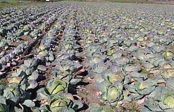 Bafra Ovası'nda 200 bin ton beyaz lahana hasadı bekleniyor