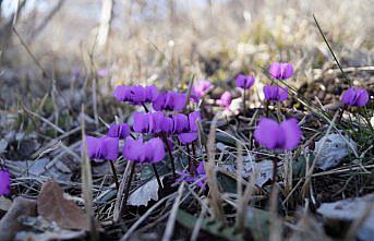 Başçiftlik ilçesinde menekşeler çiçek açtı
