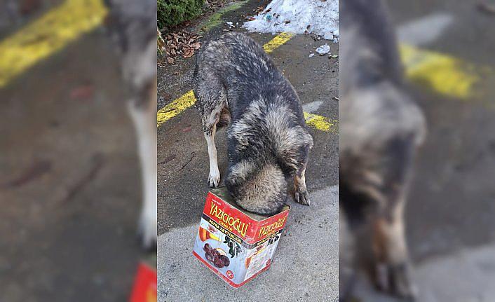 Bolu'da başı tenekeye sıkışan köpeği itfaiye kurtardı