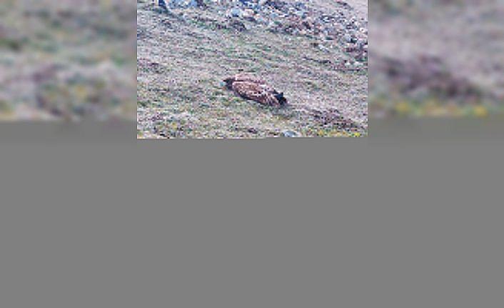 Bolu'da yaralı şahin tedavi altına alındı