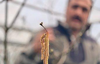 Fındık tanelerinin içi sıcak geçen kış nedeniyle boş kalabilir