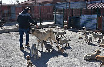 “Garip“ kendininkilerle birlikte 30 köpek yavrusunu besliyor