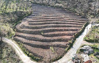 Giresun'da 3 yılda 158 dekar fındık bahçesi yenilendi