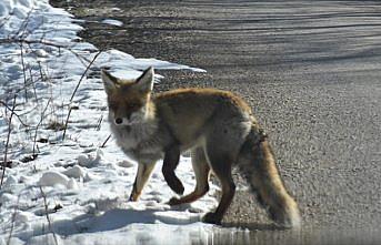 Gümüşhane'de aç kalan tilki yerleşim yerine indi
