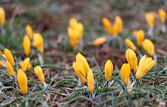 Karabük'te baharın müjdecisi çiğdemler çiçek açtı