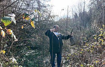 Karabük'te emekli imamın aşıladığı yabani ağaçlar meyve veriyor