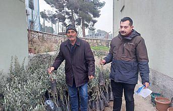 Kargı'da çiftçilere 1400 zeytin fidanı dağıtıldı