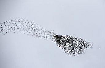 Kastamonu'da sığırcıkların senkronize dansı görüntülendi