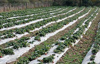 Kavak ilçesinde çilek üretimi yaygınlaşıyor