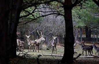 Koruma altındaki kızıl geyikler Samsun'da yetiştirilerek doğaya salınıyor