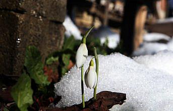 Küre Dağları'nda kardelenler açmaya başladı