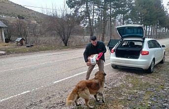 Sahipsiz hayvanların yiyecek ihtiyacı için sokak sokak dolaşıyor