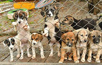 Samsun'da 2023 yılında barınaktaki 507 hayvan sahiplendirildi