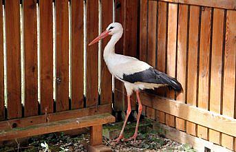 Sinop'taki merkezde bir yılda 208 yaban hayvanı tedavi edildi