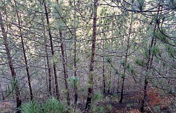 Sinop'un Gerze ilçesinde çıkan örtü yangını büyümeden söndürüldü