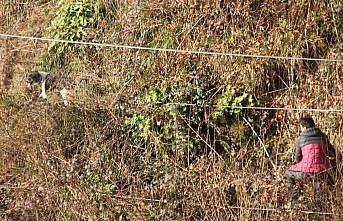 Yağlıdere'de yamaçta mahsur kalan köpek kurtarıldı