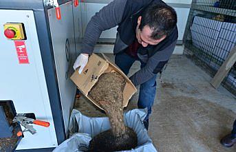 Zonguldak Bülent Ecevit Üniversitesinde yemek artıkları komposta dönüştürülüyor