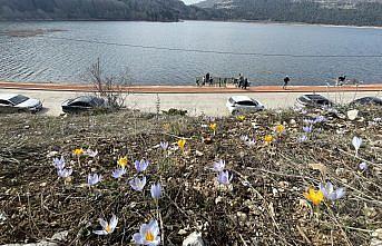 Abant, çiçek açan mor ve sarı çiğdemlerle renklendi