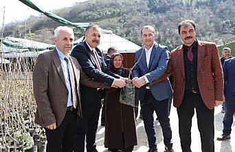 Akçaabat'ta çiftçilere ücretsiz meyve fidanı