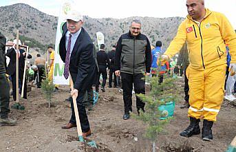 Amasya'da 500 fidan toprakla buluşturuldu