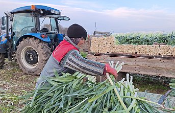 Bafra Ovası'nda pırasa hasadında sona gelindi
