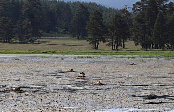 Bolu'daki Göksu Tabiat Parkı'nda istilacı yabancı bitki türü keşfedildi