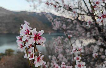 Çorum'da ceviz üreticileri zirai dondan tedirgin
