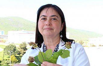 Fındık bahçelerinde kozalak akarlarıyla mücadele dönemi