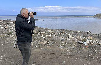 Göç yolculuğundaki telli turnalar Kastamonu'da görüntülendi