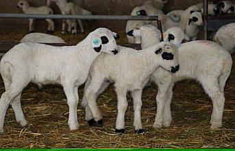 Gökhöyük Tarım İşletmesinde kuzu sezonu bereketli geçiyor