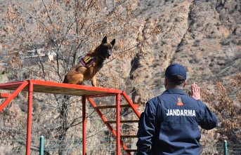 Gümüşhane'de jandarma operasyonlarında 5 dedektör köpekten faydalanılıyor