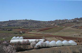 Köydeki sera üretimi 23 yılda 500 metrekareden 400 dekara çıktı