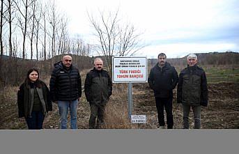 Kuraklığa dayanıklı Türk fındığı fidanları Kastamonu'da yetiştiriliyor