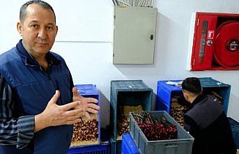 TOGÜ'de aşılı asma fidanı üretimine başlandı