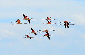 Tuz Gölü yazlıkçı flamingoları ağırlamaya başladı