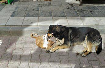 Amasya'da kedi ve köpeğin dostluğu görüntülendi