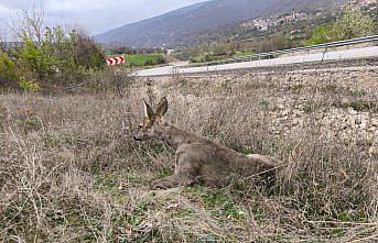 Amasya'da yaralı karaca koruma altına alındı